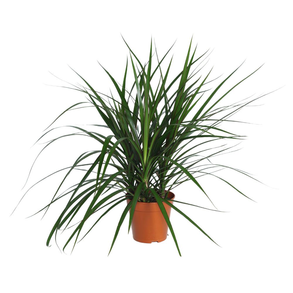 Dracaena marginata (Dragon Tree) 12cm
